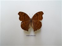 藏品(黯眼蛺蝶)的圖片